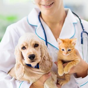 Cat and Dog Care